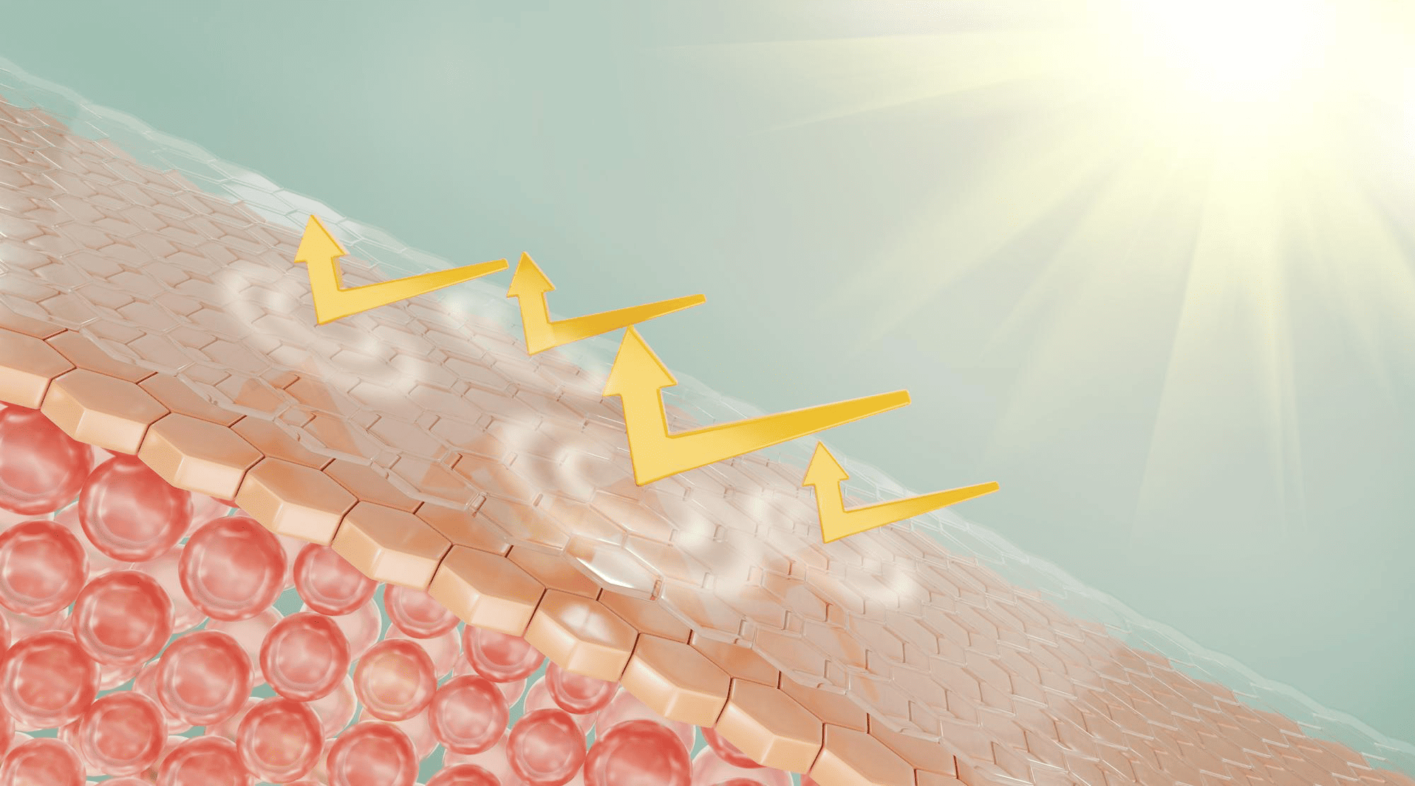 Illustration of skin cells losing moisture as golden arrows rise toward sunlight, showing trans-epidermal water loss